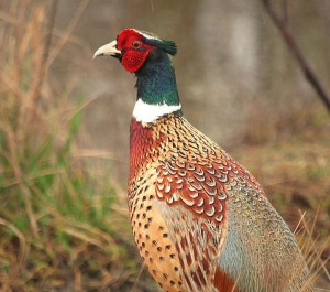 ring-necked pheasant